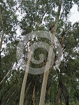 EucalyptusÂ /ËŒjuËkÉ™ËˆlÉªptÉ™s/[2]L& x27;HÃ©ritier 1789[3]& x28;plural eucalypti, eucalyptuses or eucalypts